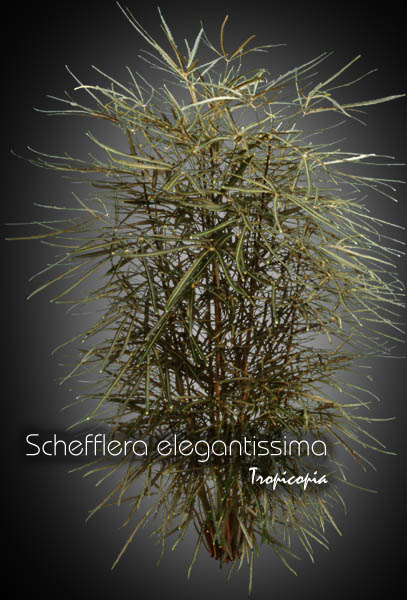 Aralia - Schefflera elegantissima - Fausse aralia - False aralia